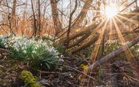 Snowdrops in the evening sun near my home town