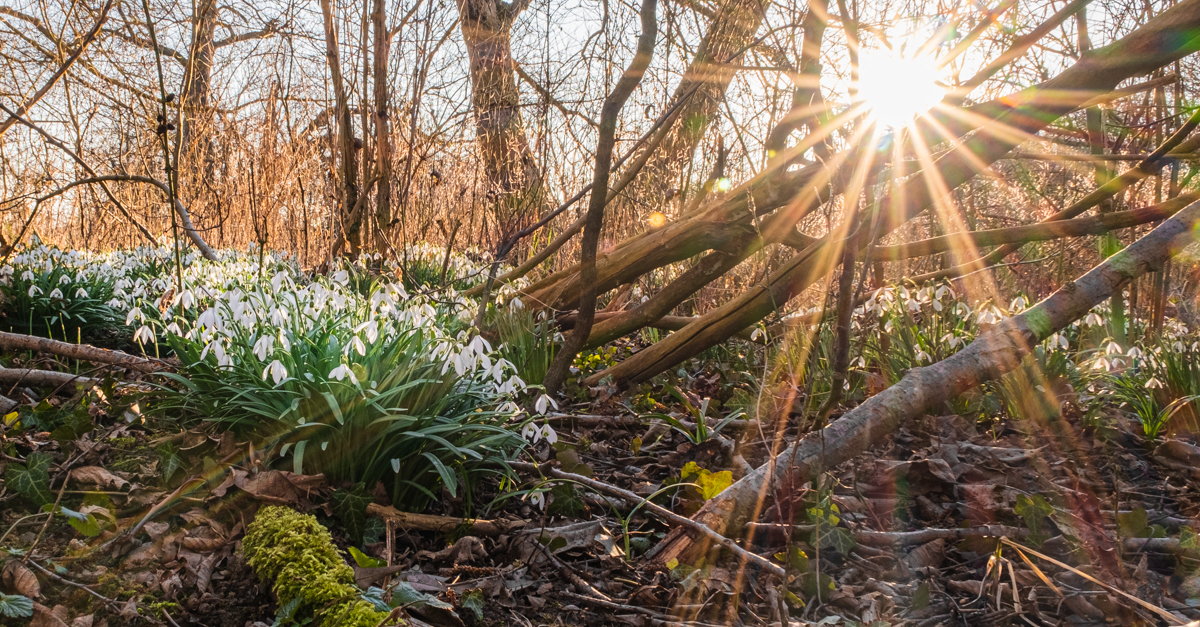 Snowdrops in the evening sun near my home town