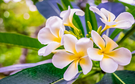 Frangipani flower - a symbol for new life and new beginnings